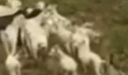 在线观看丢羊,揭秘农村生活的喜怒哀乐